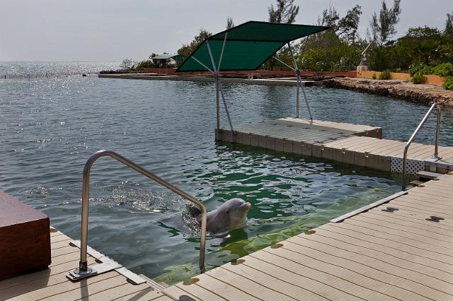 22 Grand Cayman, Dolphin Cove.jpg